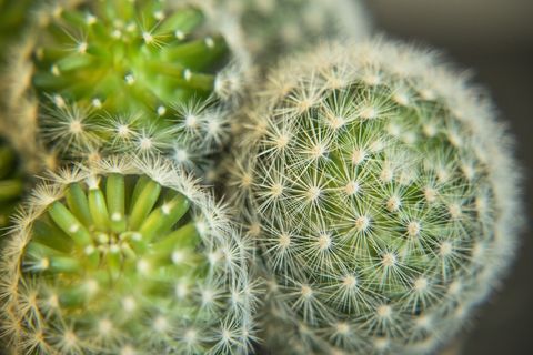 仙人掌，植物，宏，绿色，性质，肉质，仙人掌