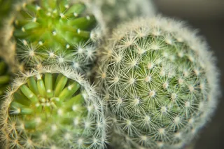 仙人掌，植物，宏，绿色，性质，肉质，仙人掌