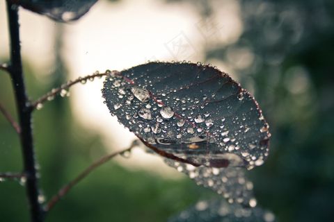 自然,雨滴,叶子,雨 自然,雨滴,叶子,雨