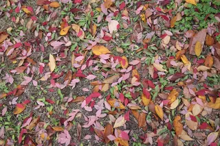 秋天，叶子，叶子，秋天的树叶，叶子，自然