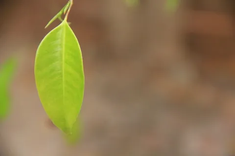 叶,绿色,植物,自然,夏天,春天,环境 叶,绿色,植物,自然,夏天,春天,环境