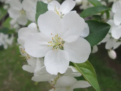 公园,樱花,白,花园,植物 公园,樱花,白,花园,植物