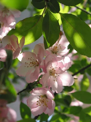 美女，港口，花朵