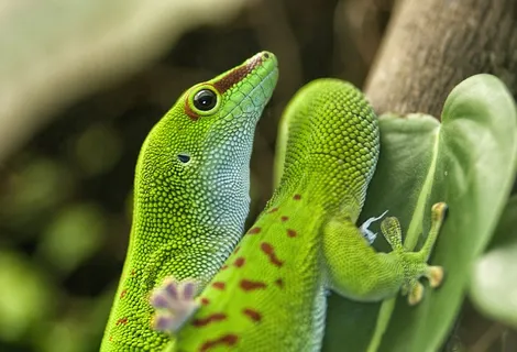 蜥蜴,绿色,爬行动物,Phelsuma,马达加斯加,日壁虎 蜥蜴,绿色,爬行动物,Phelsuma,马达加斯加,日壁虎
