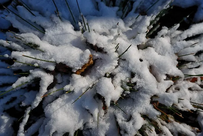 冬季积雪草