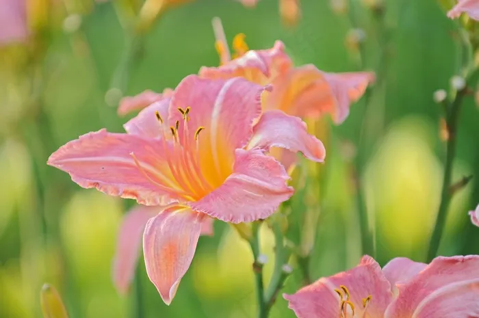 百合，花，性质，花的，开花，盛开