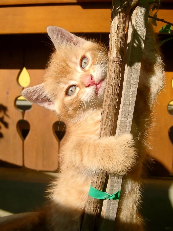 猫,狮子猫,玩具,工艺品,索马里猫,可爱的小猫在木结构建筑