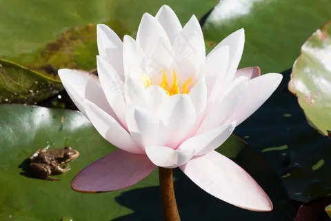 青蛙,睡莲,睡莲,玫瑰湖,水生植物 青蛙,睡莲,睡莲,玫瑰湖,水生植物