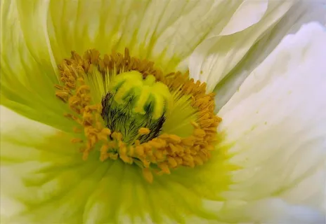 罂粟，罂粟花，鲜花，花，开花，盛开