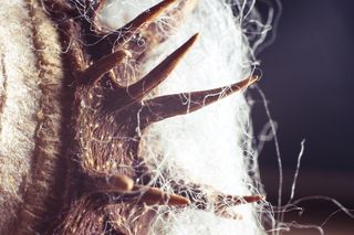 栗子，马刺，纤维，尖，棉花，闪光，轻