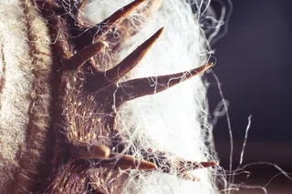 栗子，马刺，纤维，尖，棉花，闪光，轻