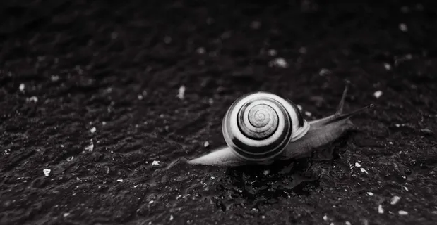 蜗牛，蠕虫，自然，海螺，动物