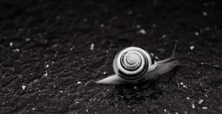 蜗牛，蠕虫，自然，海螺，动物