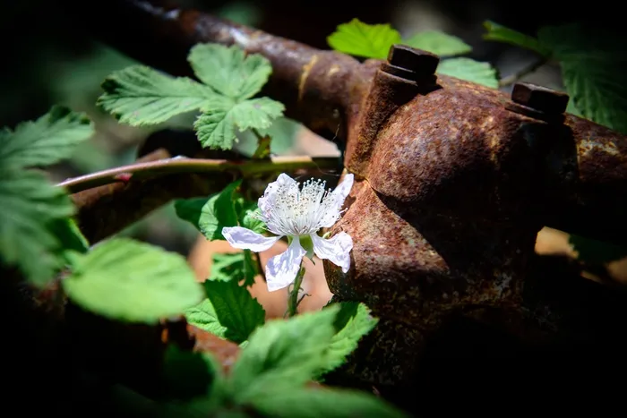 花不锈，不锈，金属，旧，花