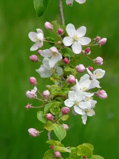苹果花,苹果花科,芽,开花 苹果花,苹果花科,芽,开花