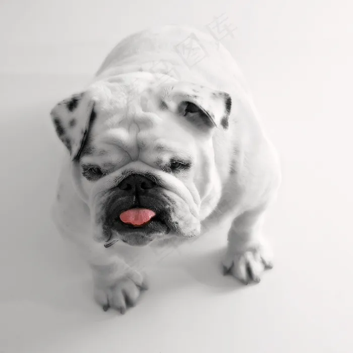 宠物犬,男孩,玩具,巴哥犬,女孩,牛头犬在白色背景上的肖像