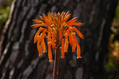 芦荟，开花，橙，性质，植物