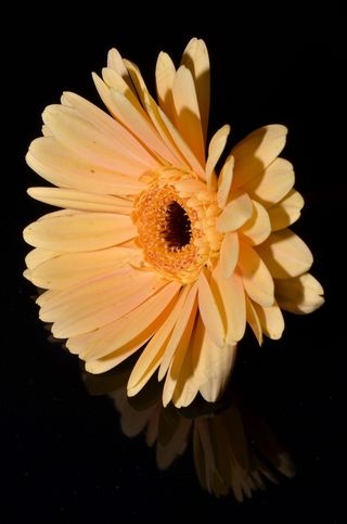 花，开花，夏季花卉，大自然