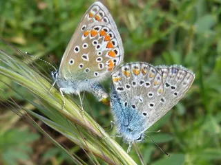 蝴蝶，自然，昆虫，灰蝴蝶，美