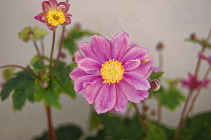 花，首页，花园，绿色，花瓣，橙色，黄色