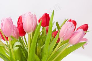郁金香，花束，春天，性质，鲜花，schnittblume