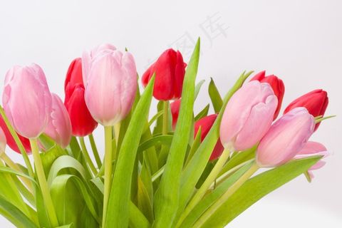 郁金香,花束,春天,性质,鲜花,schnittblume 郁金香,花束,春天,性质,鲜花,schnittblume