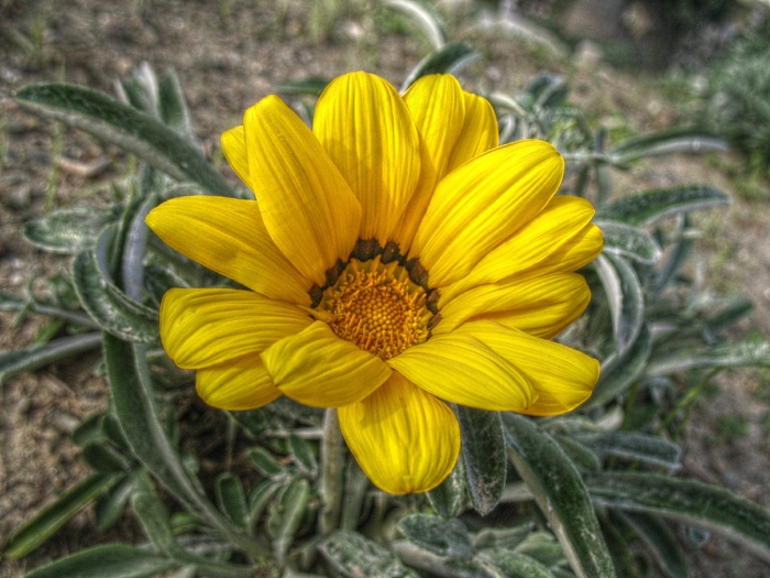 花，黄色，植物