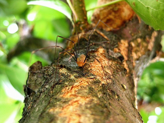蜘蛛，腿，长腿，性质，邪恶，恐怖