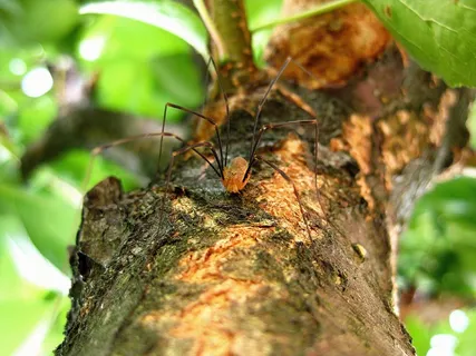 蜘蛛，腿，长腿，性质，邪恶，恐怖