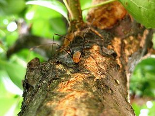 蜘蛛，腿，长腿，性质，邪恶，恐怖