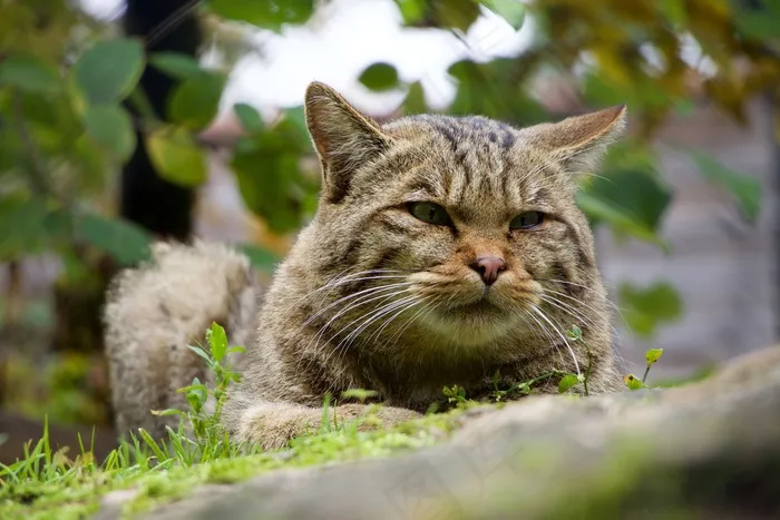 自然，动物，野猫