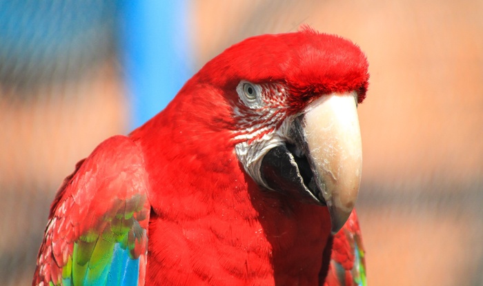 金刚鹦鹉，羽毛，羽毛，笔，Madárféle，产卵器