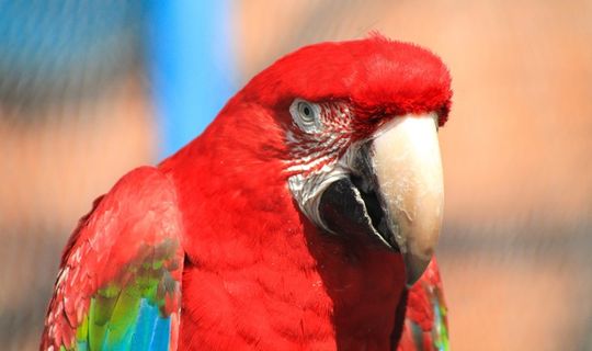 金刚鹦鹉，羽毛，羽毛，笔，Madárféle，产卵器