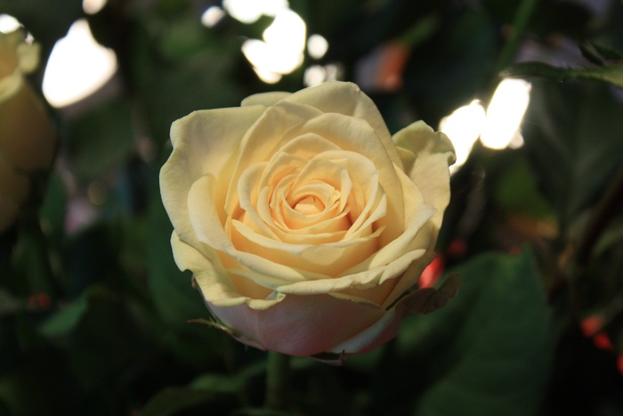 玫瑰，黄色，开花，花，白，光