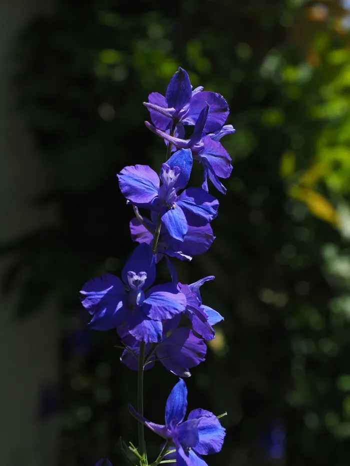 花，开花，蓝色，高幼虫