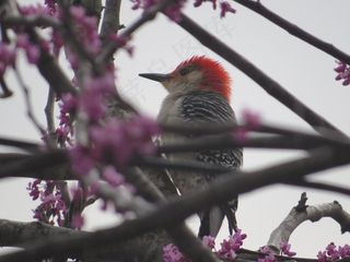 红头啄木鸟，啄木鸟，鸟，飞，翅膀