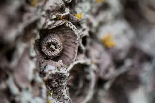 地衣,藤壶,层孔菌,钉子,粘菌,软体动物壳的观察