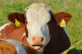 牛，动物，牛肉，可爱，反刍动物，草地，吃