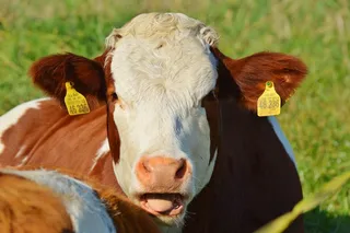 牛，动物，牛肉，可爱，反刍动物，草地，吃