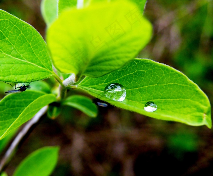 植物，叶，叶子，滴，雨，绿色，雨滴