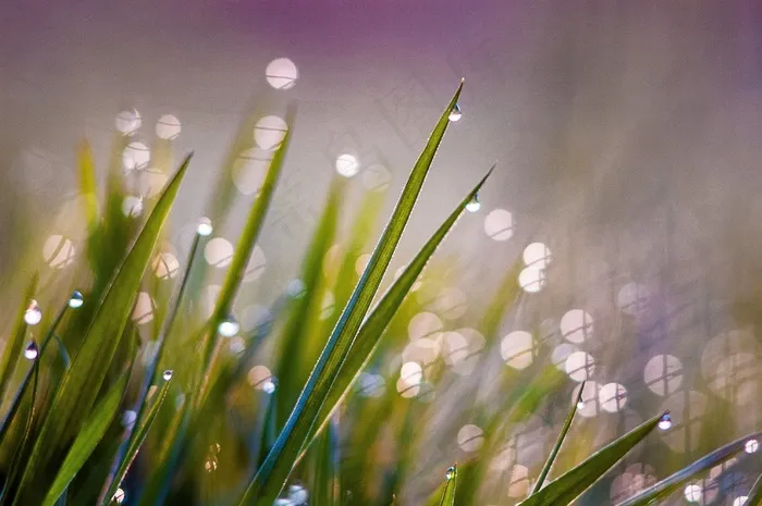 绿色，草，湿，露水，早晨，光，背光