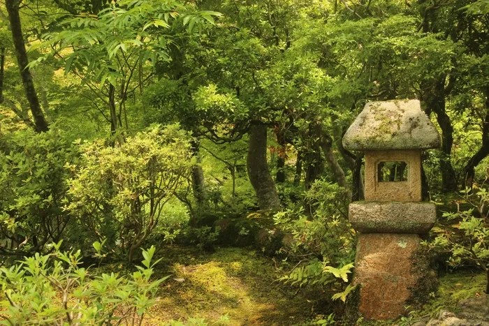 日式，花园，神社，绿化，自然