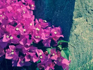 鲜花，墙，紫色，夏天，紫，菊科