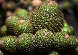 仙人掌，肉质，植物，关闭，性质，绿色，刺