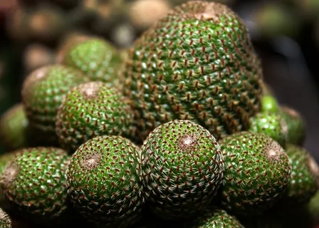 仙人掌,肉质,植物,关闭,性质,绿色,刺 仙人掌,肉质,植物,关闭,性质,绿色,刺