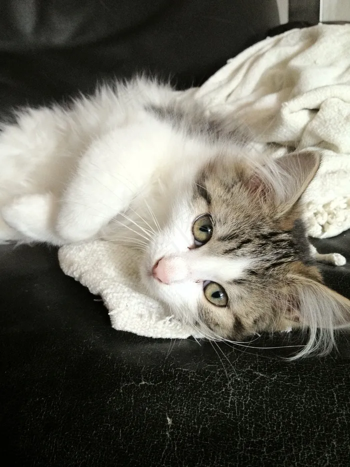 猫，动物，动物