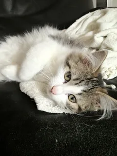 猫,动物,动物 猫,动物,动物