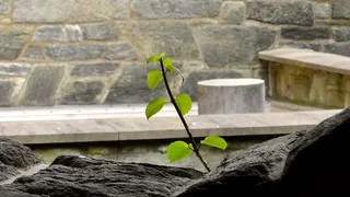 生活，石头，石头墙，成长，植物，新芽，叶子