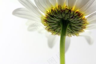 白色，磁铁矿，花卉，开花，盛开，鲜花，植物