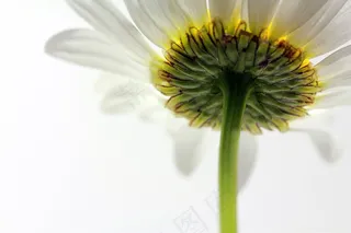 白色，磁铁矿，花卉，开花，盛开，鲜花，植物